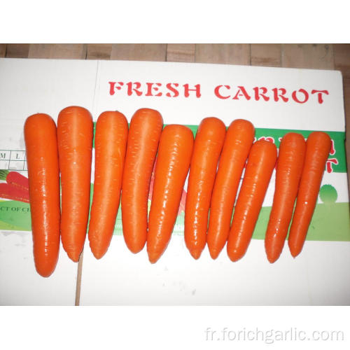 Carottes fraîches dans un carton